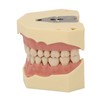 Dental Teaching Model Soft Gum 32 Teeth Dental Demonstration Teeth