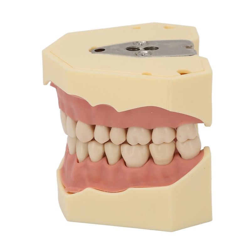 Dental Teaching Model Soft Gum 32 Teeth Dental Demonstration Teeth