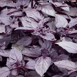 Palm Beach Medicinal Herbs - Dark Purple Opal Basil - Packet of 40 Seeds