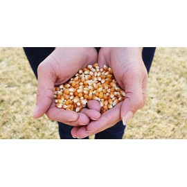 Preferred Popcorn Non-GMO Popcorn, 28 Ounce bag, Pack of 4, 30 Servings Per Bag