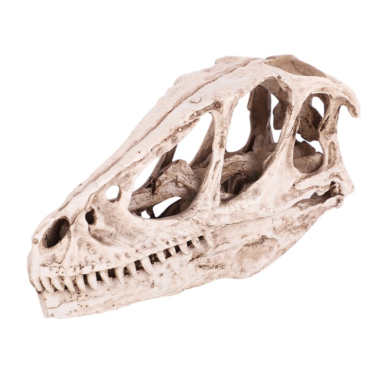 Resin Dinosaur Skull Model Simulated Animal Skeleton Home Office Decor