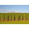 CZ Grain 1,000 Switchgrass Seeds for Planting Fast Growing Prairie