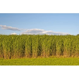 CZ Grain 1,000 Switchgrass Seeds for Planting Fast Growing Prairie Grass