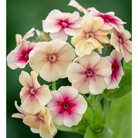 Rare Flower Seeds Plant Seeds 300 Pcs Phlox Seeds Flower Seeds for Cutting Phlox drummondii grandiflora 'Cherry Caramel'