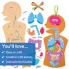 Baker Ross FN109 Human Body Kit - Pack of 4,