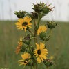 Palm Beach Medicinal Herbs - Compass Plant (Silphium laciniatum) -