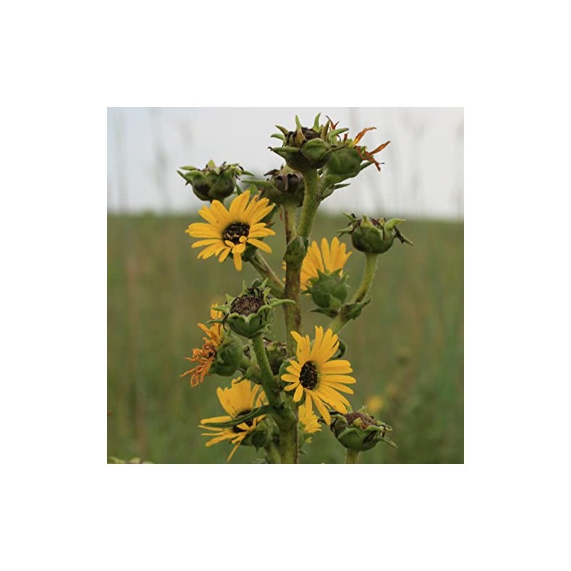 Palm Beach Medicinal Herbs - Compass Plant (Silphium laciniatum) -