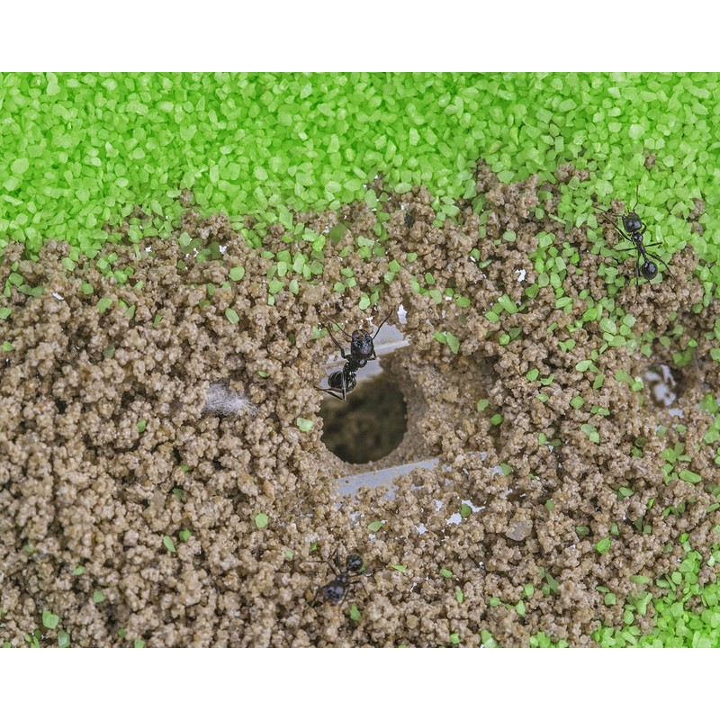 AntHouse Natural Sand Ant Farm Acrylic T Kit 15 x