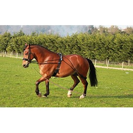 Cwell Equine New Horse Lunging Training aid one size fits all (BROWN)
