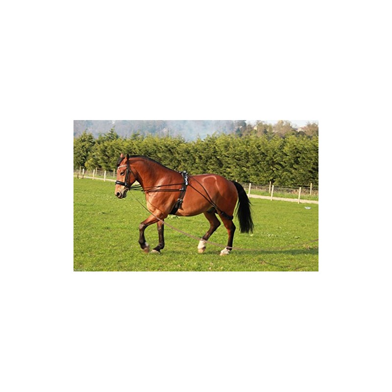 Cwell Equine New Horse Lunging Training aid one size fits