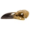 Corvus Alchemica Raven Skull by Alchemy