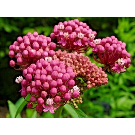 American Seed Swamp Red Milkweed Asclepias incarnata Native Perennial 100 seeds 2024 Monarch