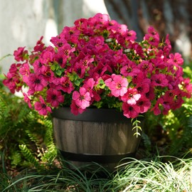 Didauser Artificial Faux Flowers Outdoor Plants for Spring Summer Decoration, 12 Bundles Fake Silk Daisy Eucalyptus Realistic UV Resistant for Outside Planter Pot Window Porch（Rose red）