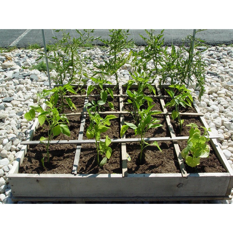 Super Absorbent Polymer Helps Plant Growth and Plant Establishment (10