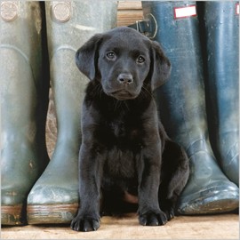 Abacus Cards General Male/Female Blank/Birthday Card - 'Black Labrador Puppy' with Wellies - Eco-Friendly & Recyclable - From the BBC Countryfile Range