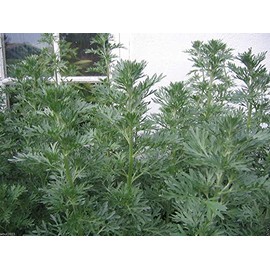 Wormwood seeds - Artemisia absinthium - Perennial(500 Seeds)