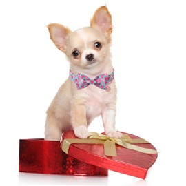 UP URARA PUP Valentine’s Day Dog Collar with Bow Tie, Pink Heart Bowtie Collar with Metal Buckle, Valentine’s Day Gift Pet Collar for Puppy Girl Boy Dog or Cat, Wedding Dog Collar, M, Neck 13.5-22in