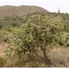 Cylindropuntia fulgida mamillata Cactus (Chain Fruit Cholla) Super Food Plant