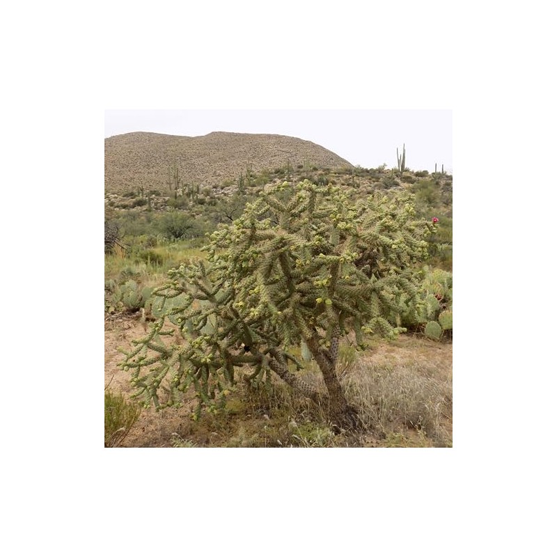 Cylindropuntia fulgida mamillata Cactus (Chain Fruit Cholla) Super Food Plant