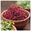 Everwilde Farms - 1/4 Lb Organic Lutz Green Leaf Beet