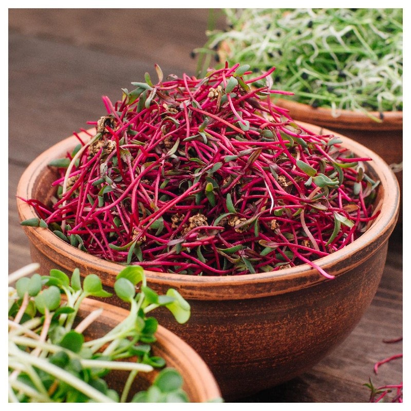 Everwilde Farms - 1/4 Lb Organic Lutz Green Leaf Beet