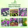 Outsidepride Ornamental Cabbage Flower Seeds - 1000 Pcs. Annual, Cold