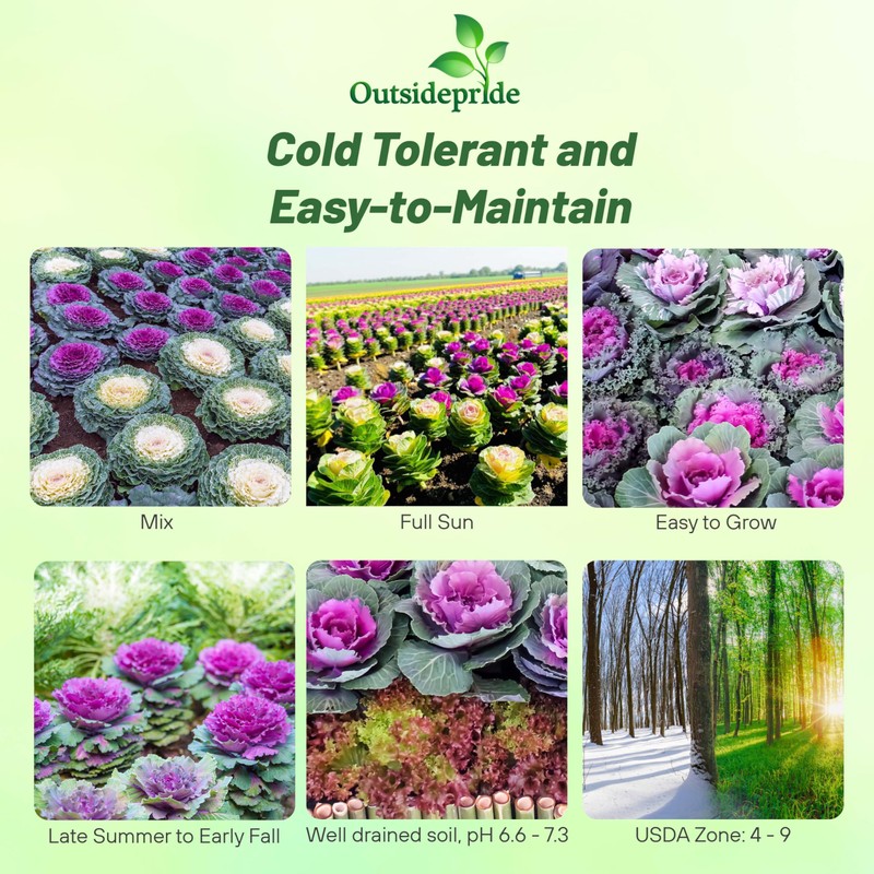 Outsidepride Ornamental Cabbage Flower Seeds - 1000 Pcs. Annual, Cold