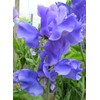Blue Sweet Pea Seeds Lathyrus Odoratus 10 Seeds for Planting