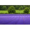 True English Lavender Vera Nice Garden Flower by Seed Kingdom