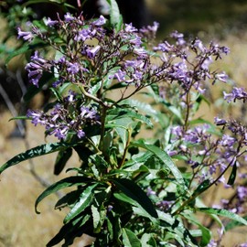 Yerba Santa Seeds (Eriodictyon californicum) Packet of 20 Seeds