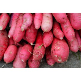 China Rose Pink Radish Seeds, 125 Heirloom Seeds Per Packet, Non Gmo Seeds