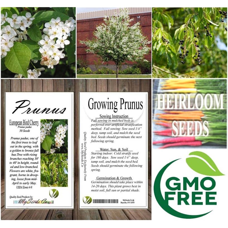 Prunus padus (European Bird Cherry) Tree Seed, Fragrant White Flowers,
