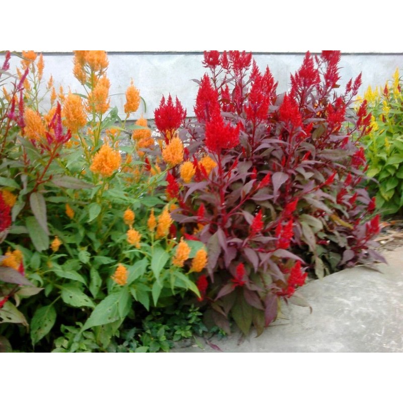 NIKA SEEDS - Seeds Flowers Plumed Cockscomb Giant Mix Multicolor