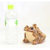 Tori L82-31 "Shigaraki Ware" Frog No. 5