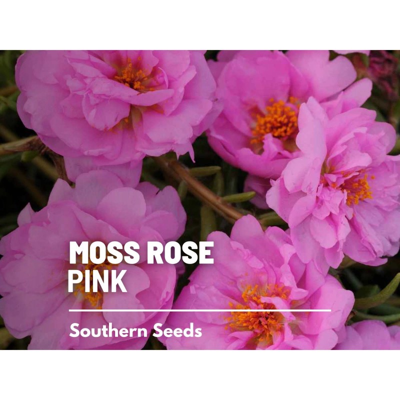 Southern Seeds Moss Rose, Pink - 250 Seeds - Heirloom