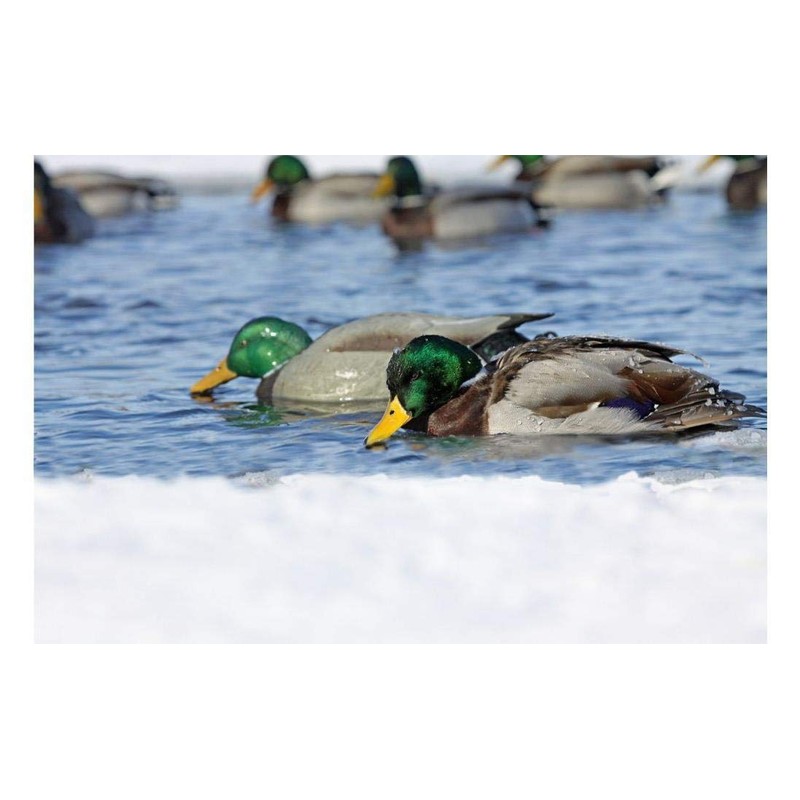 Avery PG Mallards-Surface Feeder Pack (Pair)