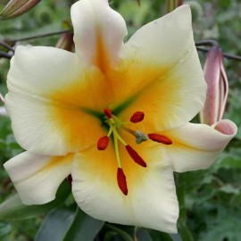 Danny Pleasant Gardens MISS PECULIAR TREE LILY FLOWER BULBS HARDY GROWS 5-7 FEET TALL FRAGRANT BLOOMS!! - 12 BULBS