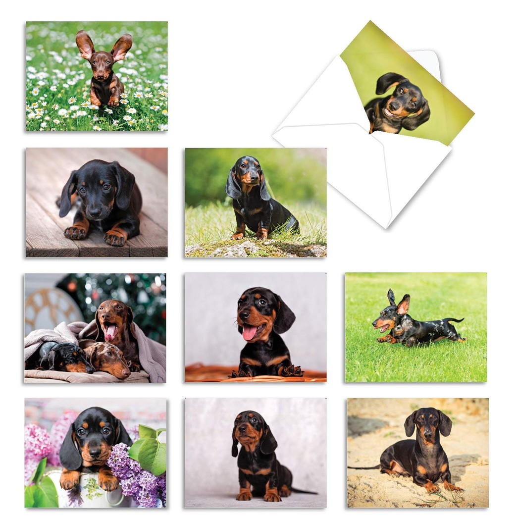 The Best Card Company - 10 Adorable Blank Dog Cards (4 x 5.12 Inch) - Pet Dog Breed Assortment, Boxed - Dashing Dachshunds AM6829OCB-B1x10