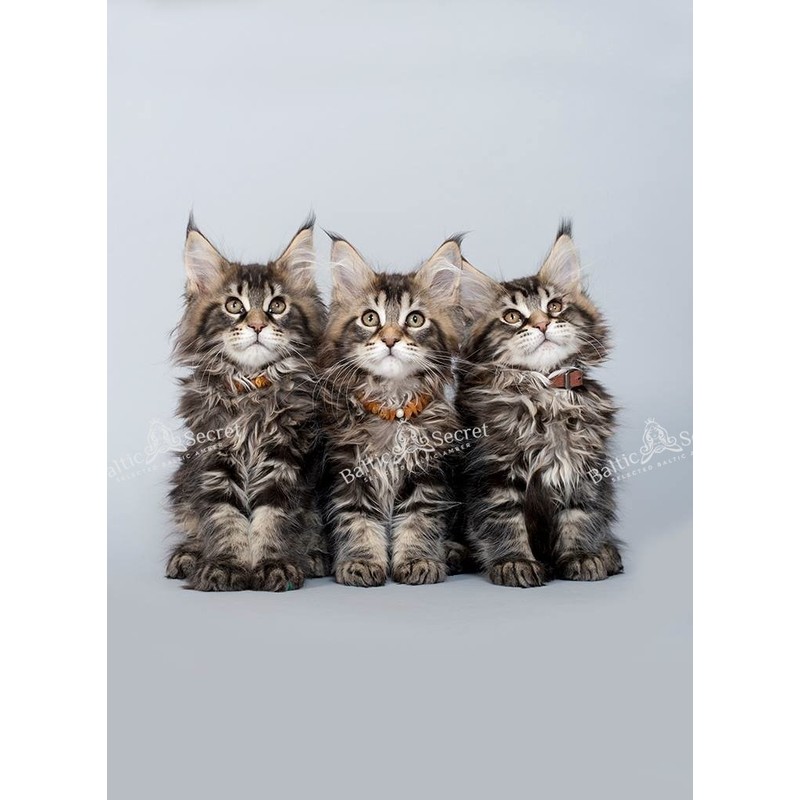 Extension for Amber Necklace Dog & Cat Amber Collar &