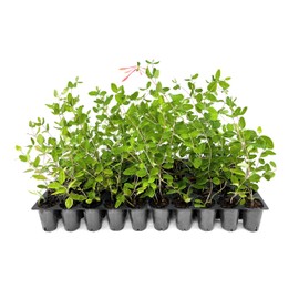 Coral Honeysuckle | 3 Live Plants | Lonicera Sempervirens | Hummingbird & Butterfly Attracting Vine Flower