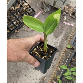 Dwarf Green Banana - Live Plant - Musa Dwarf Green Dwarf Banana Plant