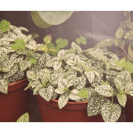 Miracle LED 2-Socket 3ft Corded Indoor Greenhouse Kit with Absolute Daylight Plus Full Spectrum Grow Light Replacing 150W (4-Pack - 4 Cords, 8 Bulbs)