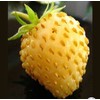 Yellow Alpine Wild Strawberry 120+ Non-GMO Seeds for Planting