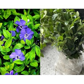 Faehaven Farm 50+ Vinca Hybrid Periwinkle Creeping Myrtle Perennial Evergreen Ground Cover