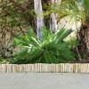 Backyard X-Scapes Natural Eucalyptus Wood Solid Log for Garden Edging