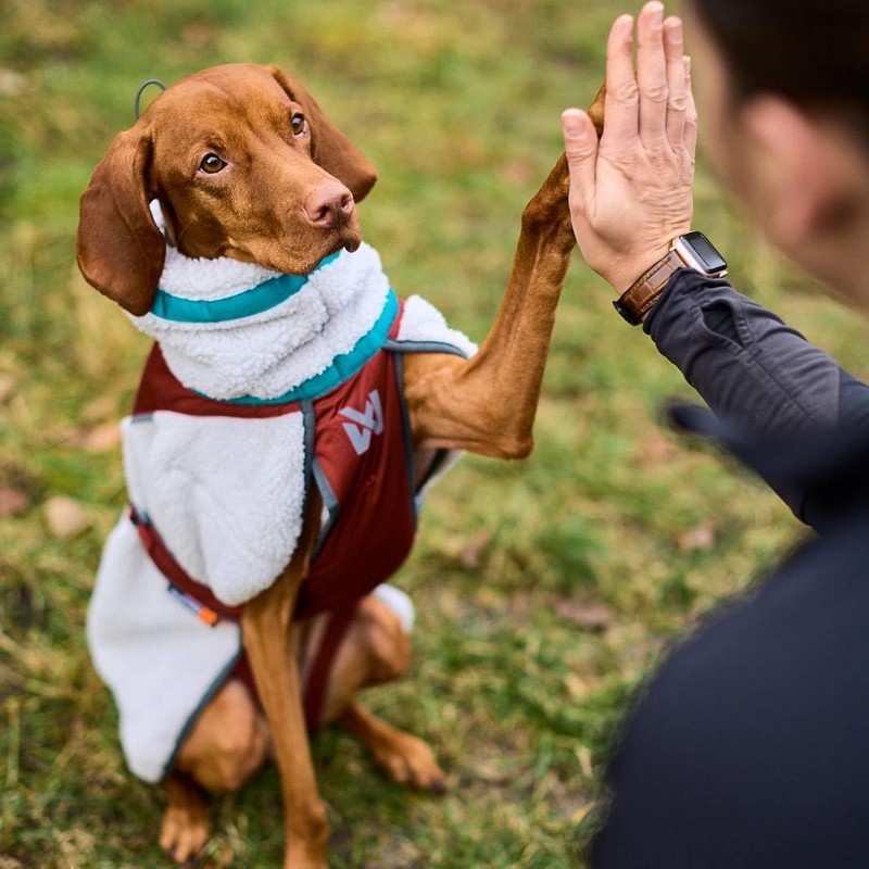 Non-Stop Dogwear Trekking Fleece Dog Jacket, Grey/Wine/Teal - 50
