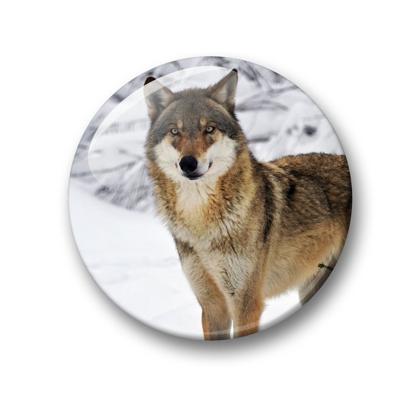 Wolf Wolf Grey Wolf European Wolf Fridge Magnets Set of