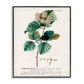 Stupell Industries Botanical Plant Illustration Seeds Vintage Design Black Framed Wall Art, Multi-Color, 16 x 20