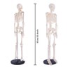 breesky Scientifc Human Skeleton Model for Anatomy, 33.4’’ Skeleton Model