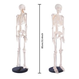 breesky Scientifc Human Skeleton Model for Anatomy, 33.4’’ Skeleton Model with Metal Stand, Removable Arms&Legs for Student to Study Human Skeleton Anatomy System, Halloween Decor, Manual Included